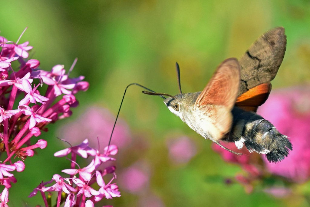 A mariposa-esfinge-colibri parece e age como um beija-flor