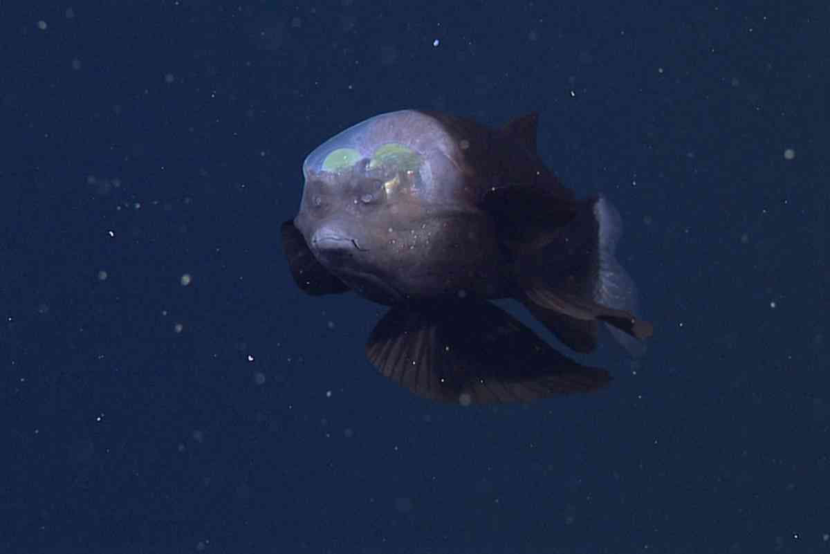 Este impressionante peixe de guas profundas tem uma cabea transparente
