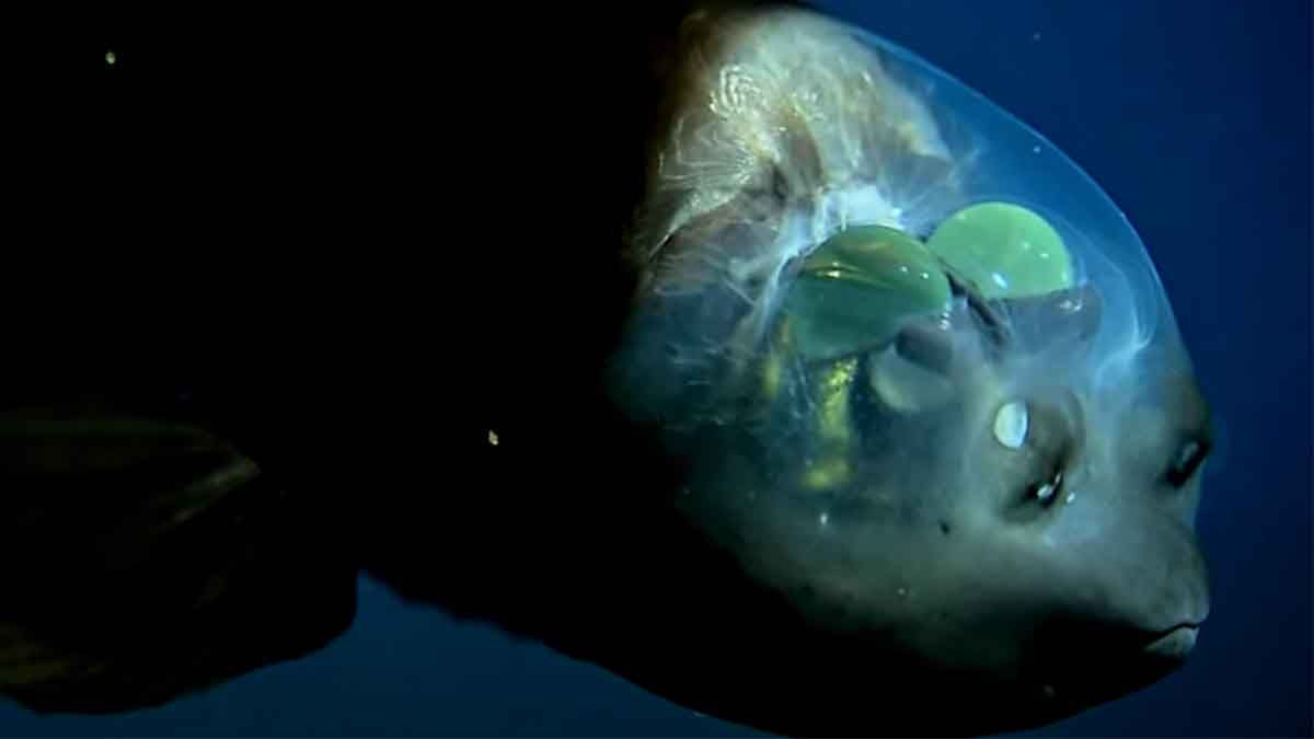 Este impressionante peixe de guas profundas tem uma cabea transparente