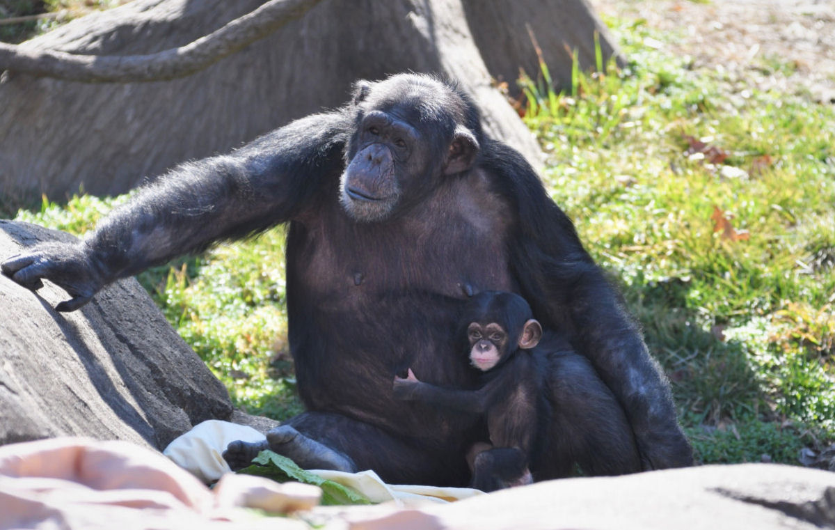 Me chimpanz reencontra beb recm-nascido pela primeira vez aps quase 2 dias de separao