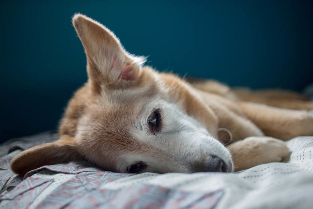 Fotógrafa diz adeus a seu cão de 16 anos com uma tocante sessão de fotos 12