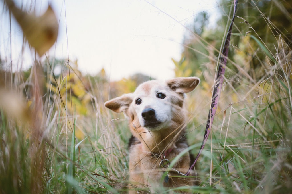 Fotógrafa diz adeus a seu cão de 16 anos com uma tocante sessão de fotos 16