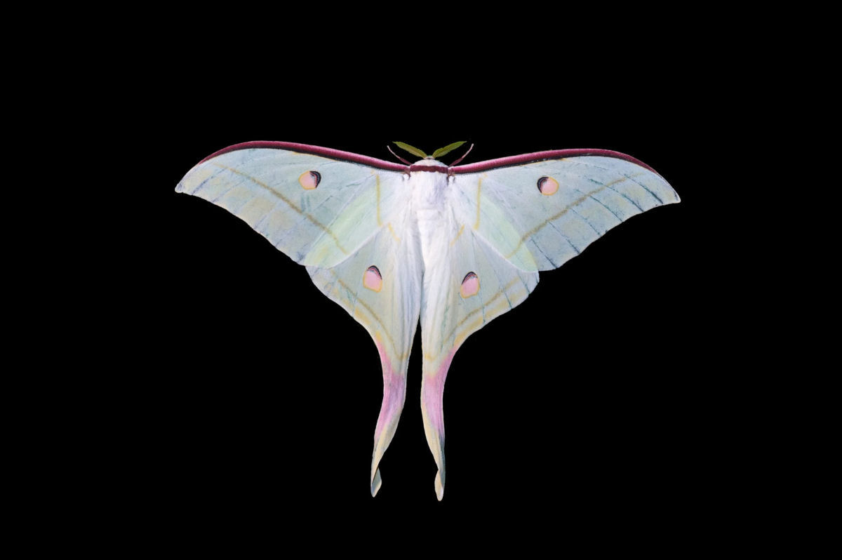 As mariposas-da-lua so bonitas e comuns, mas raramente so vistas