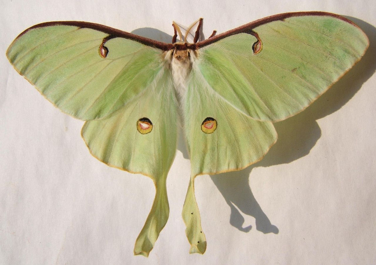 As mariposas-da-lua so bonitas e comuns, mas raramente so vistas