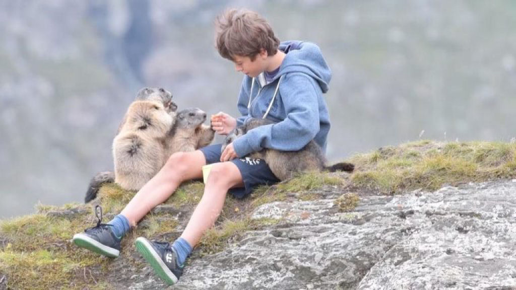 Adolescente austríaco tem um vínculo surpreendente com marmotas alpinas