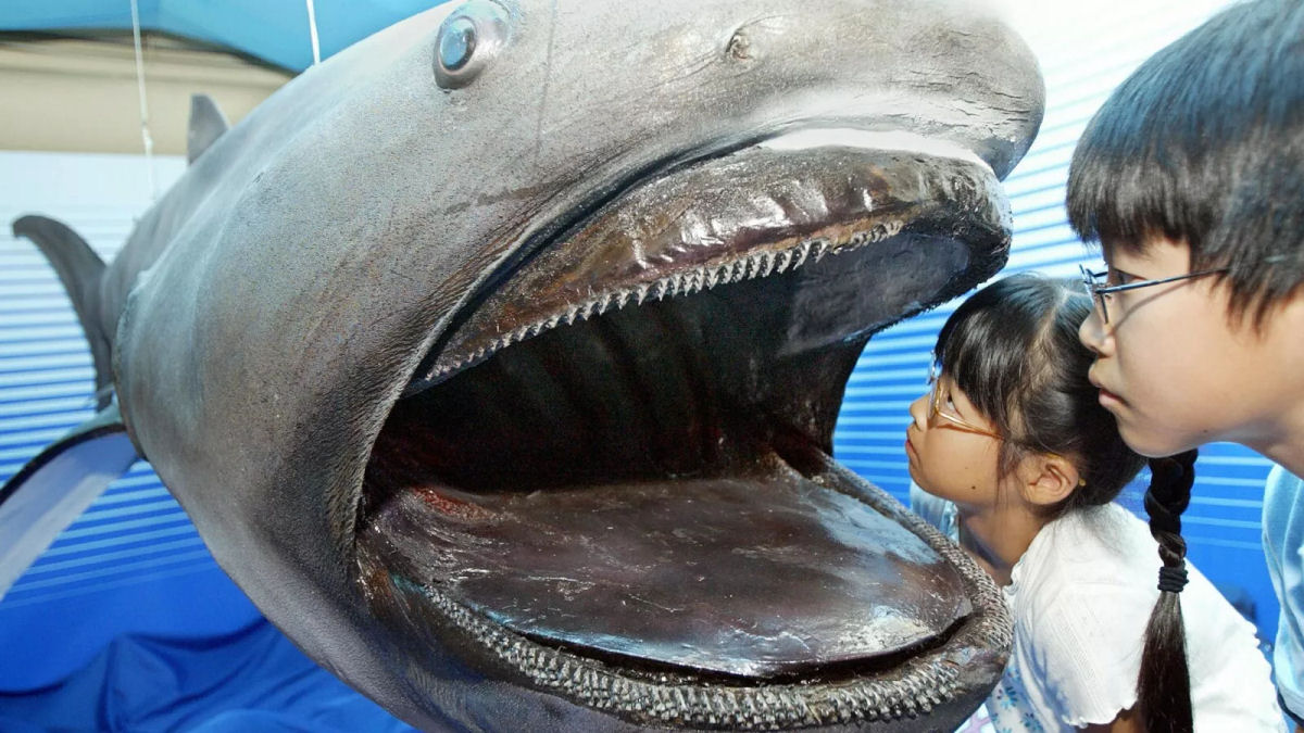 Mergulhadora tem encontro com raro tubaro-bocudo na costa da Indonsia