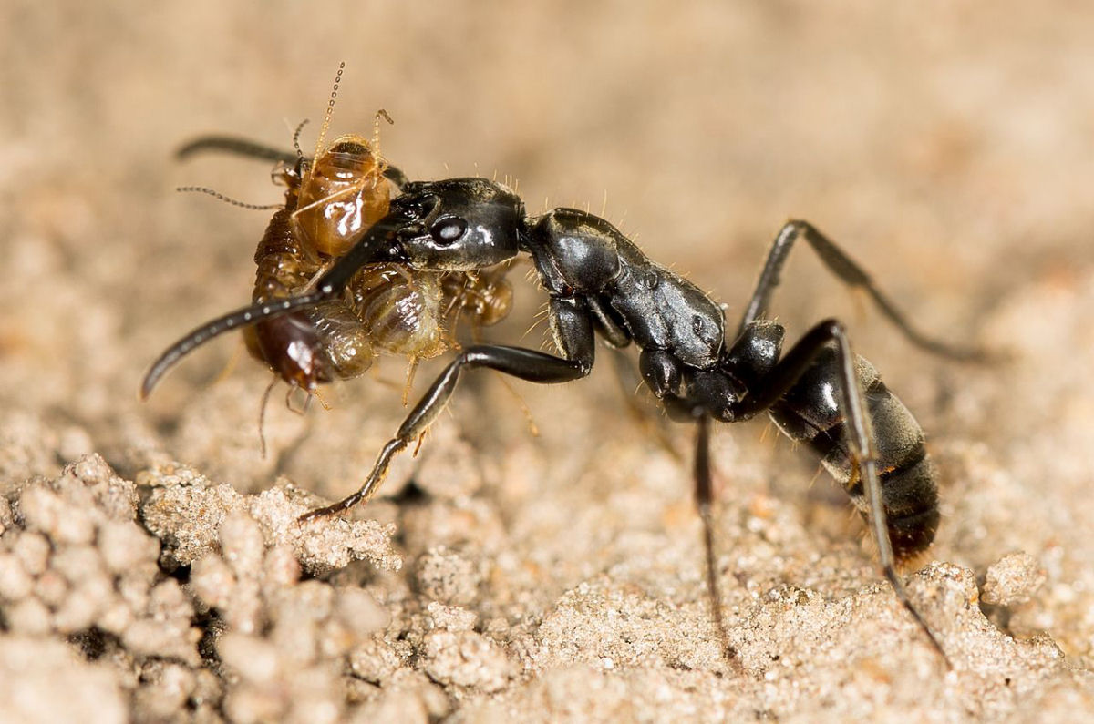 'Formigas paramdicas' resgatam e tratam companheiras feridas