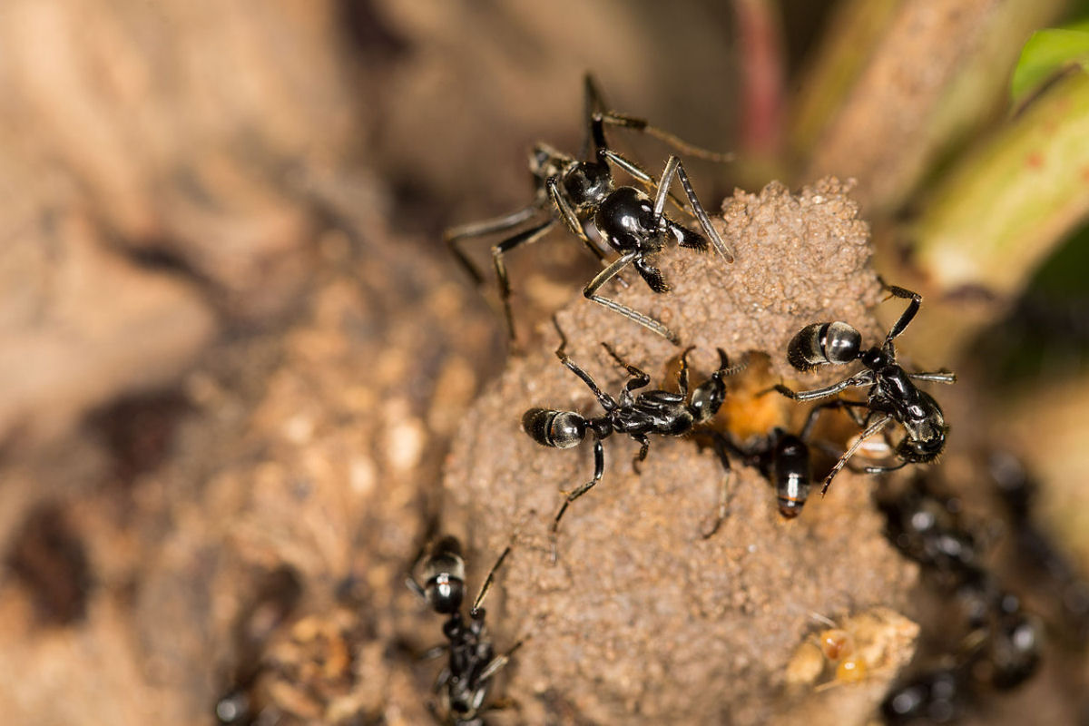 'Formigas paramdicas' resgatam e tratam companheiras feridas