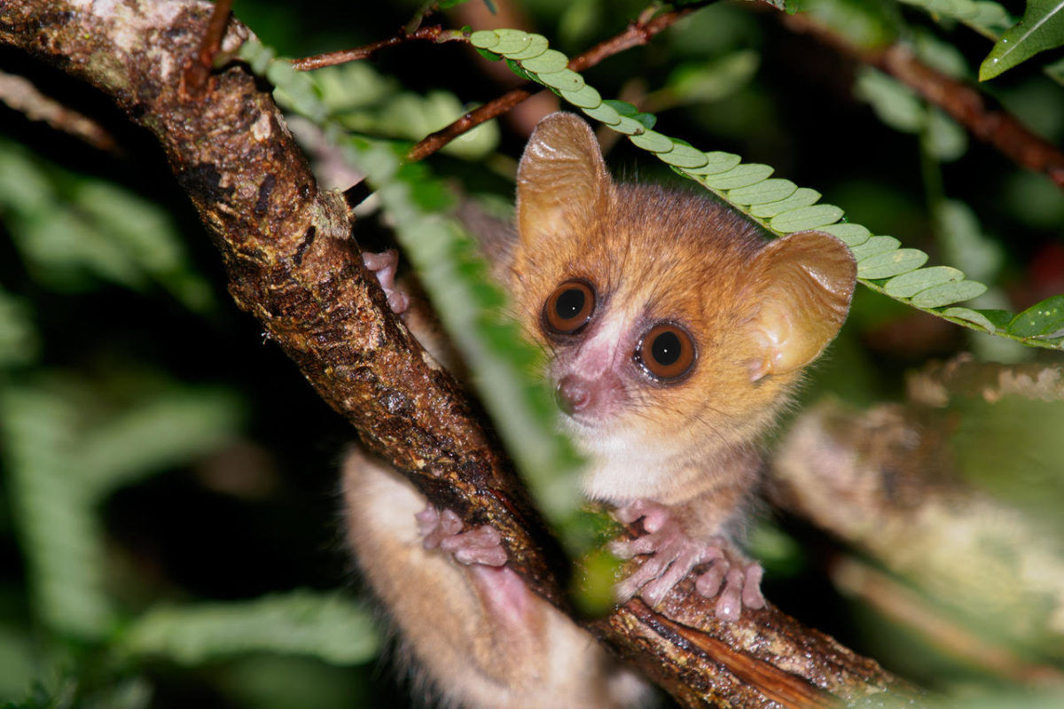 Cientistas temem que menor primata do mundo esteja em perigo de extino