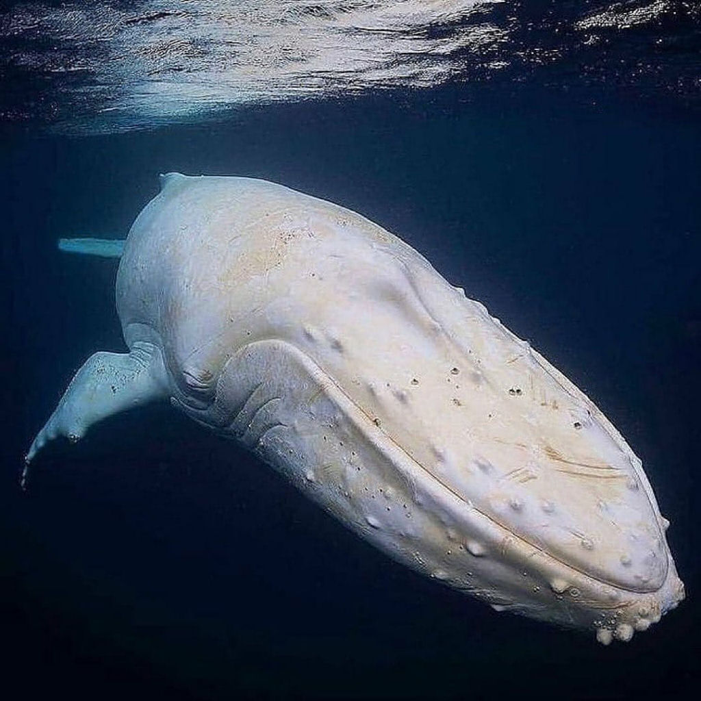 A histria de Migaloo, a Moby Dick da vida real