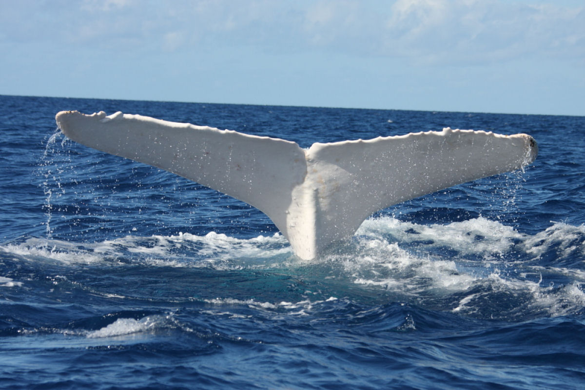 A histria de Migaloo, a Moby Dick da vida real