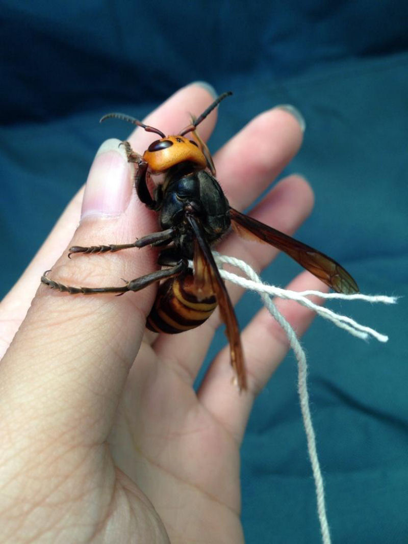 Jovem diz diz que domou uma vespa gigante asiática (7 fotos) - MDig