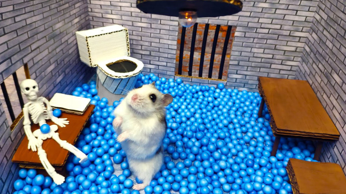 Hamster escapa de um labirinto pico