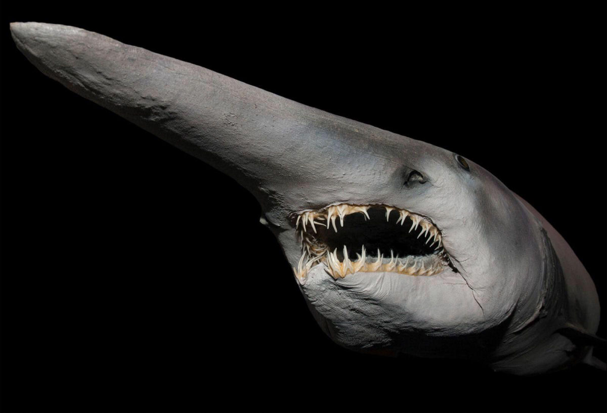 Tubaro-duende, o pesadelo que lana suas mandbulas em sua presa