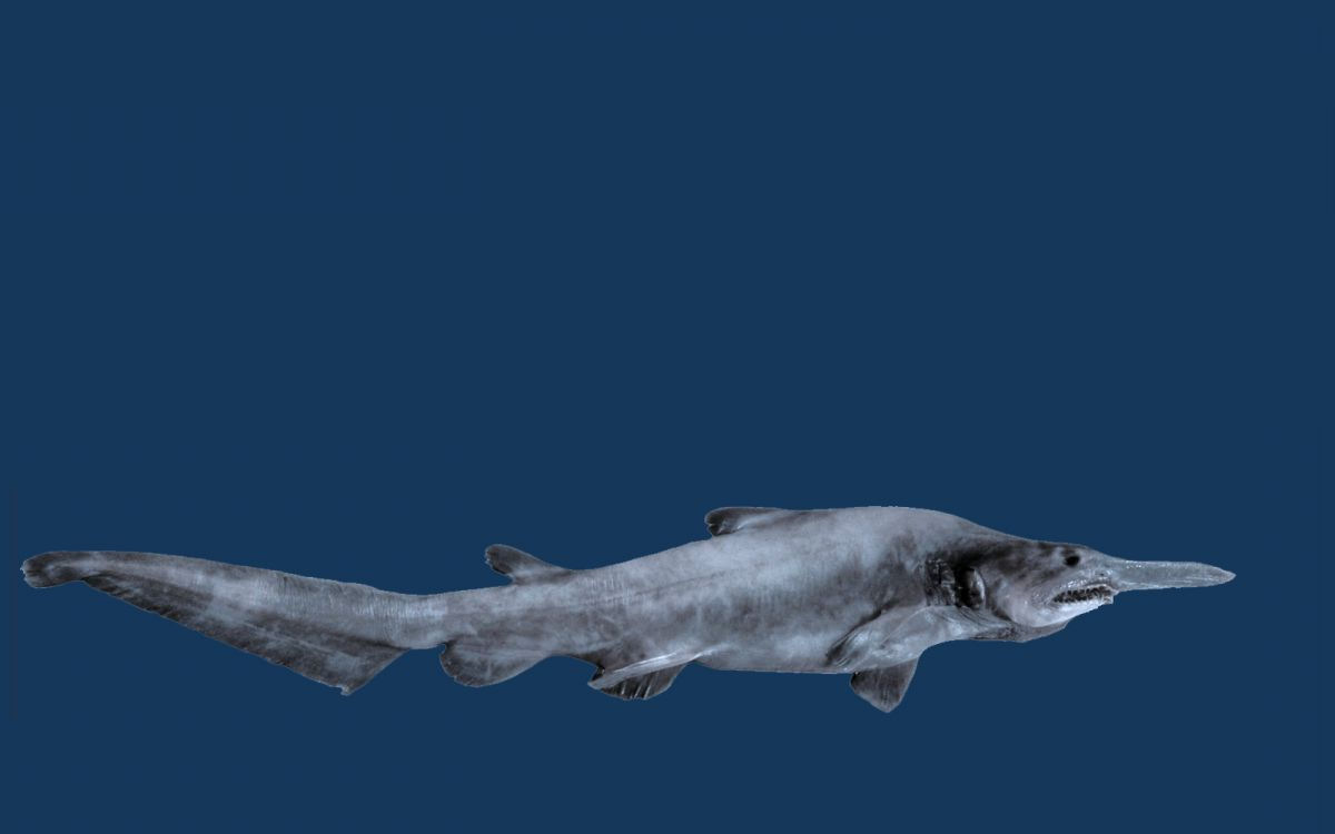 Tubaro-duende, o pesadelo que lana suas mandbulas em sua presa