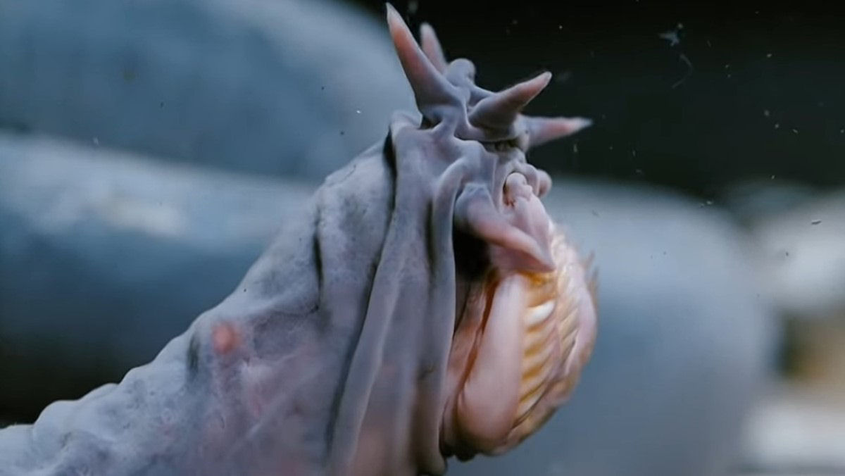 Os peixes-bruxas so provavelmente as criaturas mais repugnantes do oceano