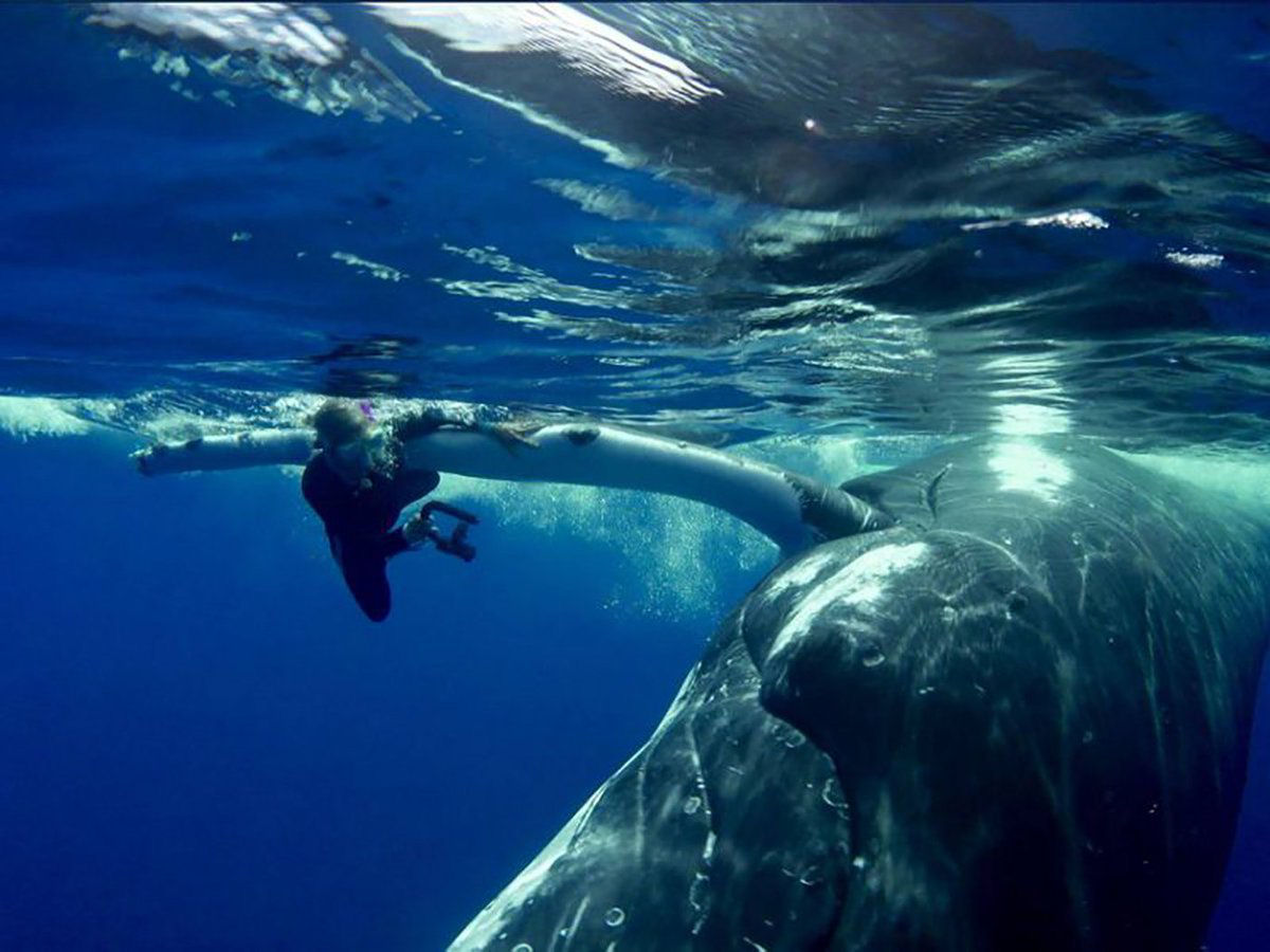A história da baleia-jubarte que salvou a vida de uma bióloga