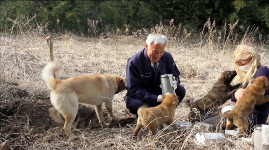 O homem que desafia a radiação nuclear para cuidar dos animais abandonados 19