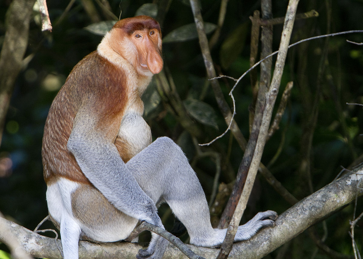 Os macacos-narigudos so os nadadores mais prolficos do mundo dos primatas