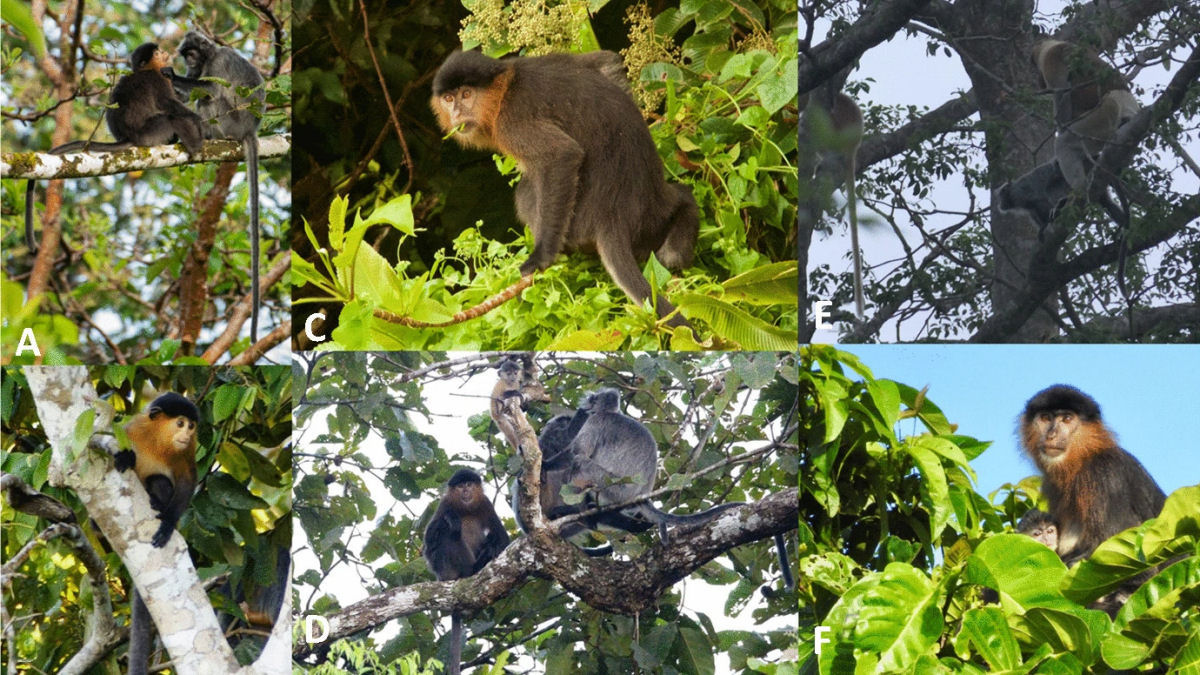 Os macacos-narigudos so os nadadores mais prolficos do mundo dos primatas