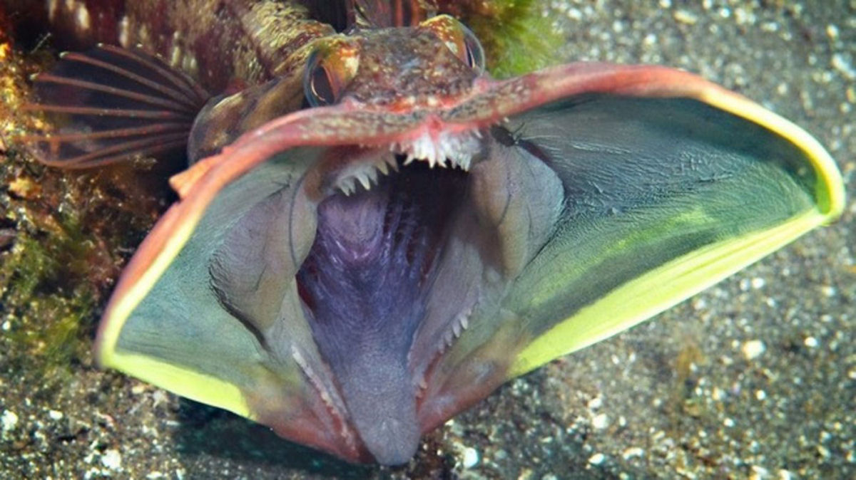 Peixe-bocudo: o peixe mais estranho que voc vai ver hoje