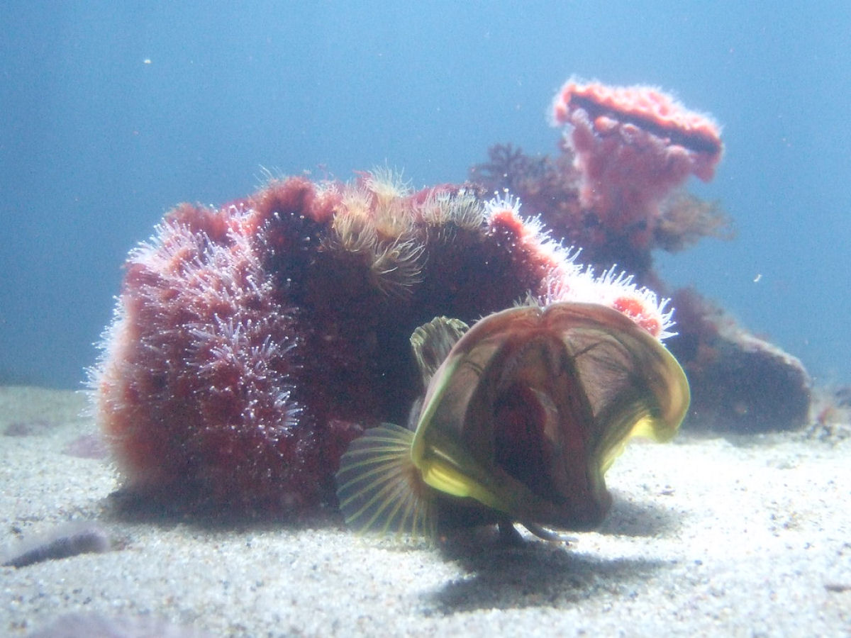 Peixe-bocudo: o peixe mais estranho que voc vai ver hoje