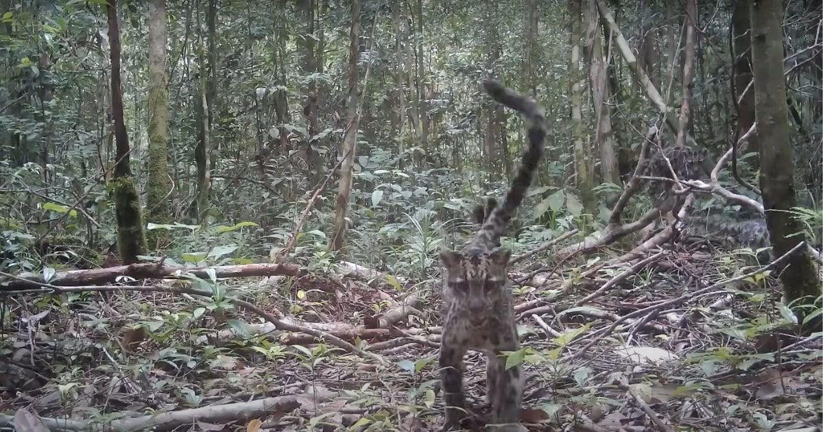 Famlia selvagem de leopardos-nebulosos-de-Bornu  gravada em vdeo pela primeira vez