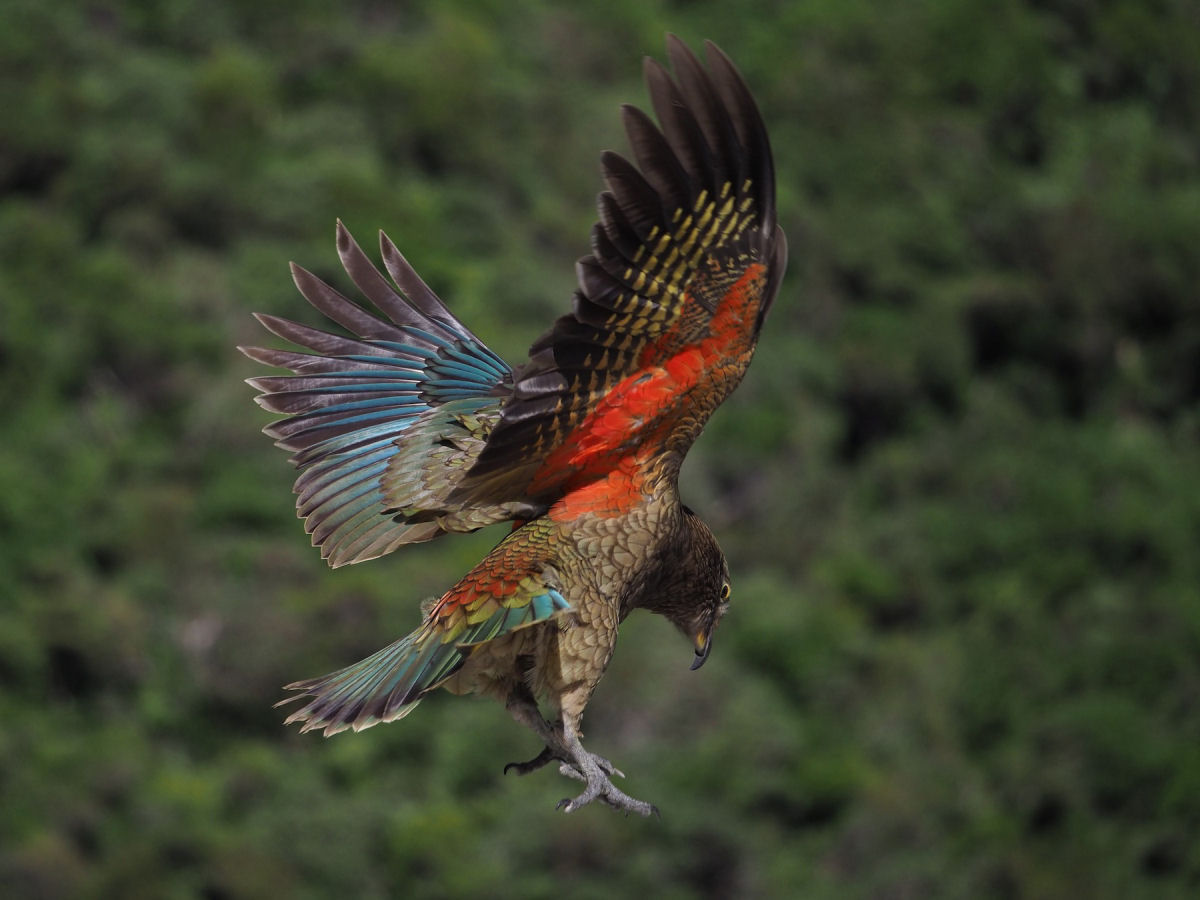 A curiosidade est matando o kea, o nico papagaio de montanha