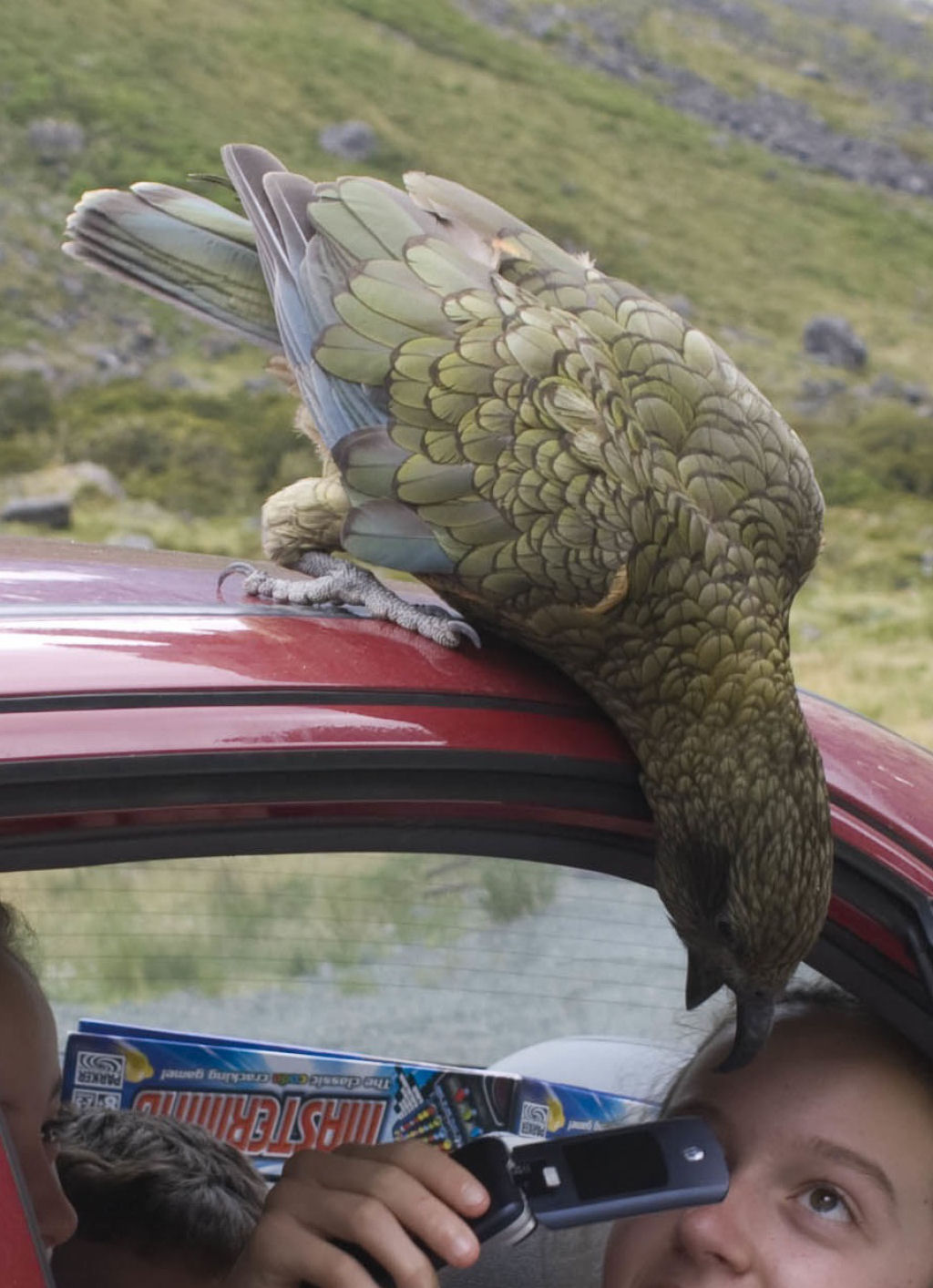 A curiosidade est matando o kea, o nico papagaio de montanha