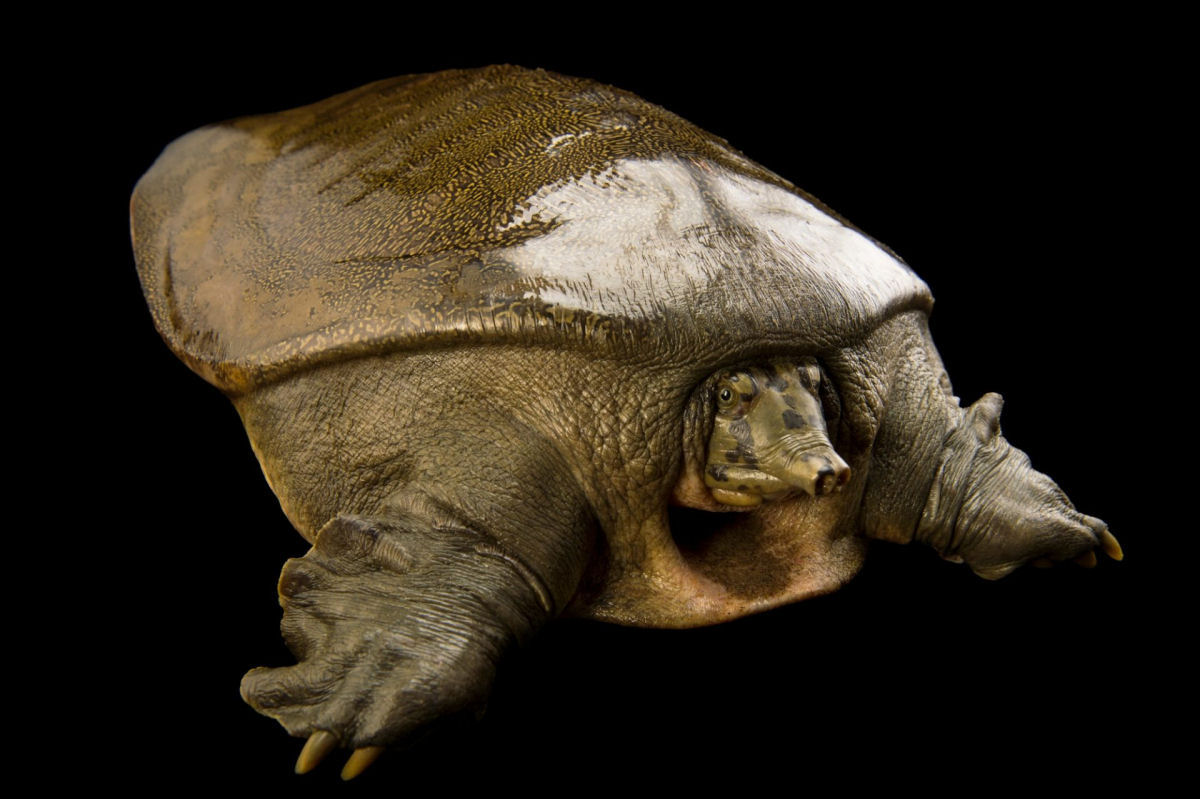 O que a tartaruga-pavo-birmanesa faz com a cabea  espetacularmente legal