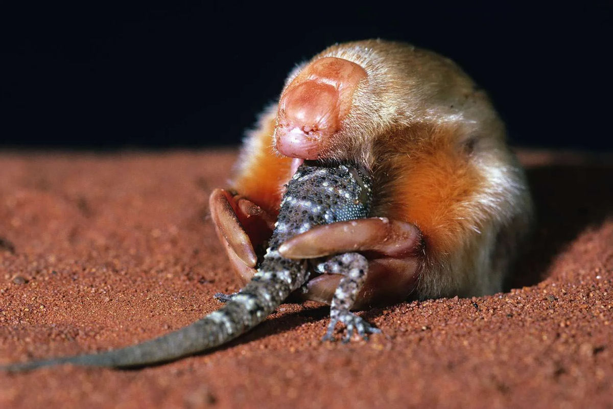 A toupeira-marsupial-do-sul  bizarra, at mesmo para os padres australianos