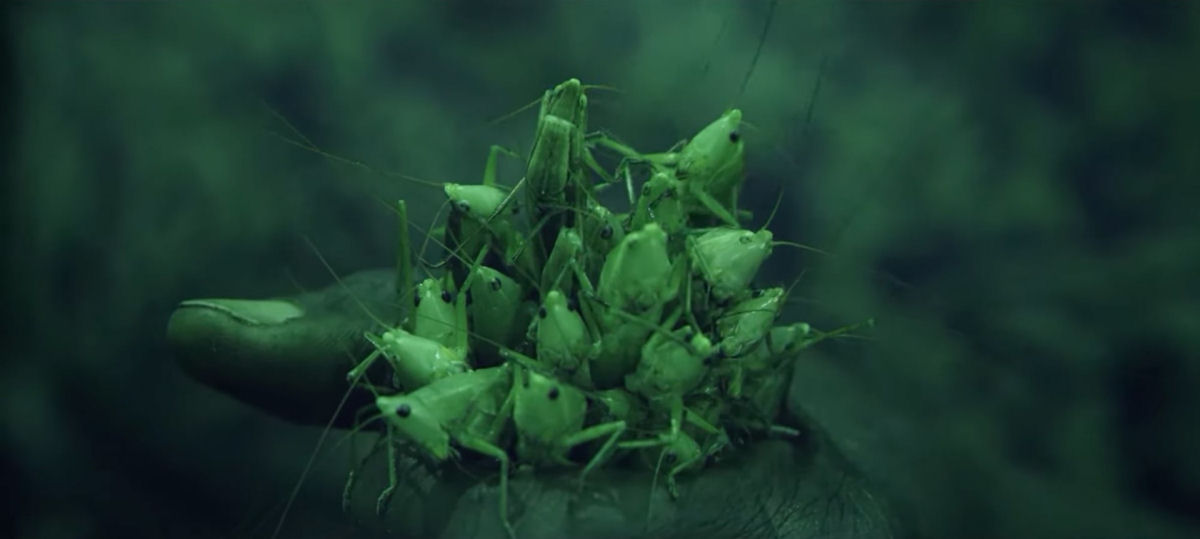 Documentário etéreo ilumina a crescente coleta de gafanhotos em Uganda