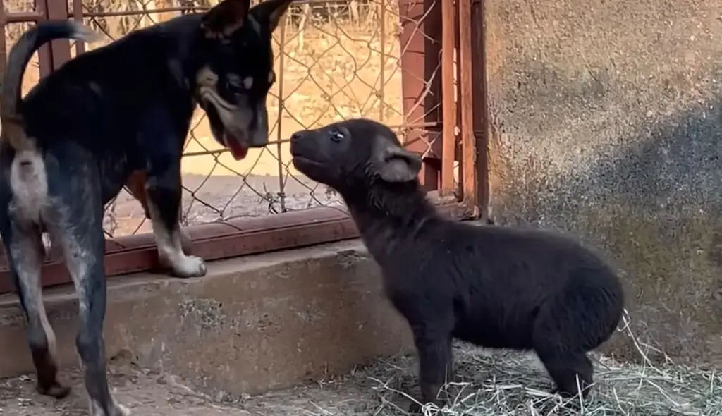 Hiena bebê órfão se torna melhor amigo de cãozinho resgatado