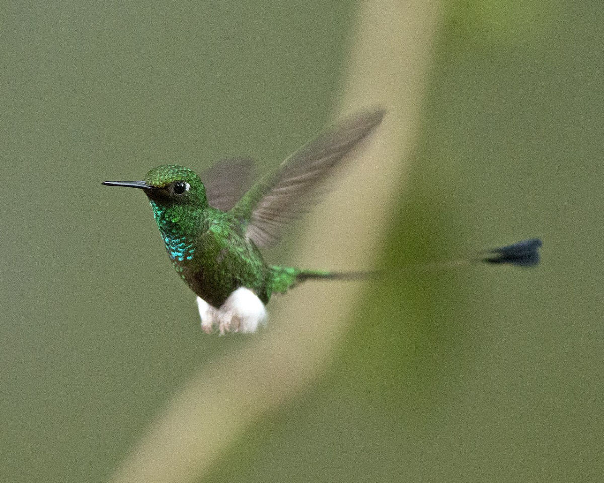 Esta famlia de colibris provavelmente tenha as espcies mais belas