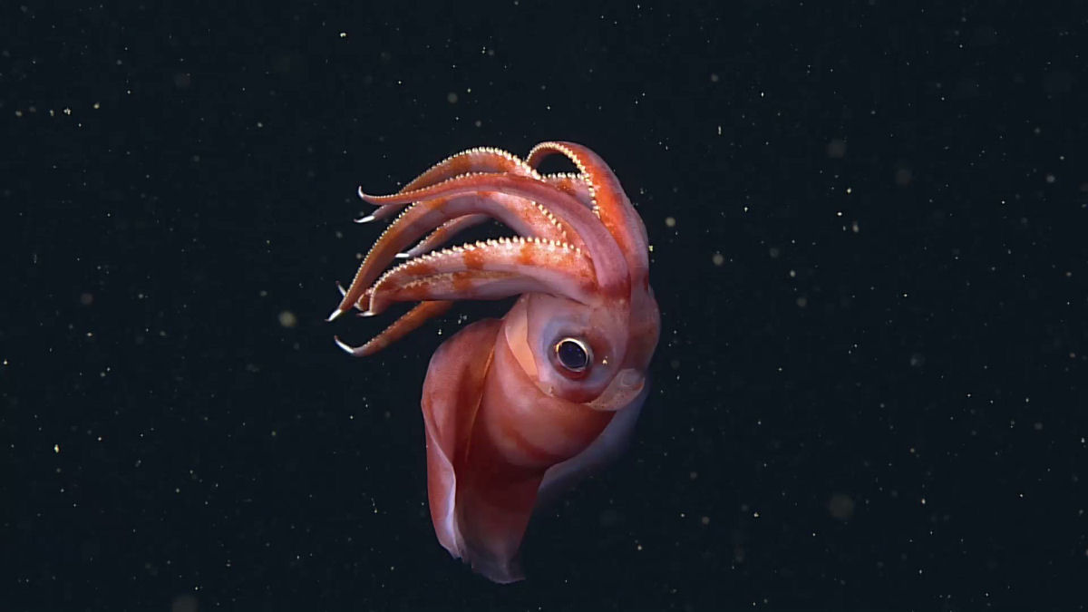 Esta lula do mar profundo tem oito braços como um polvo