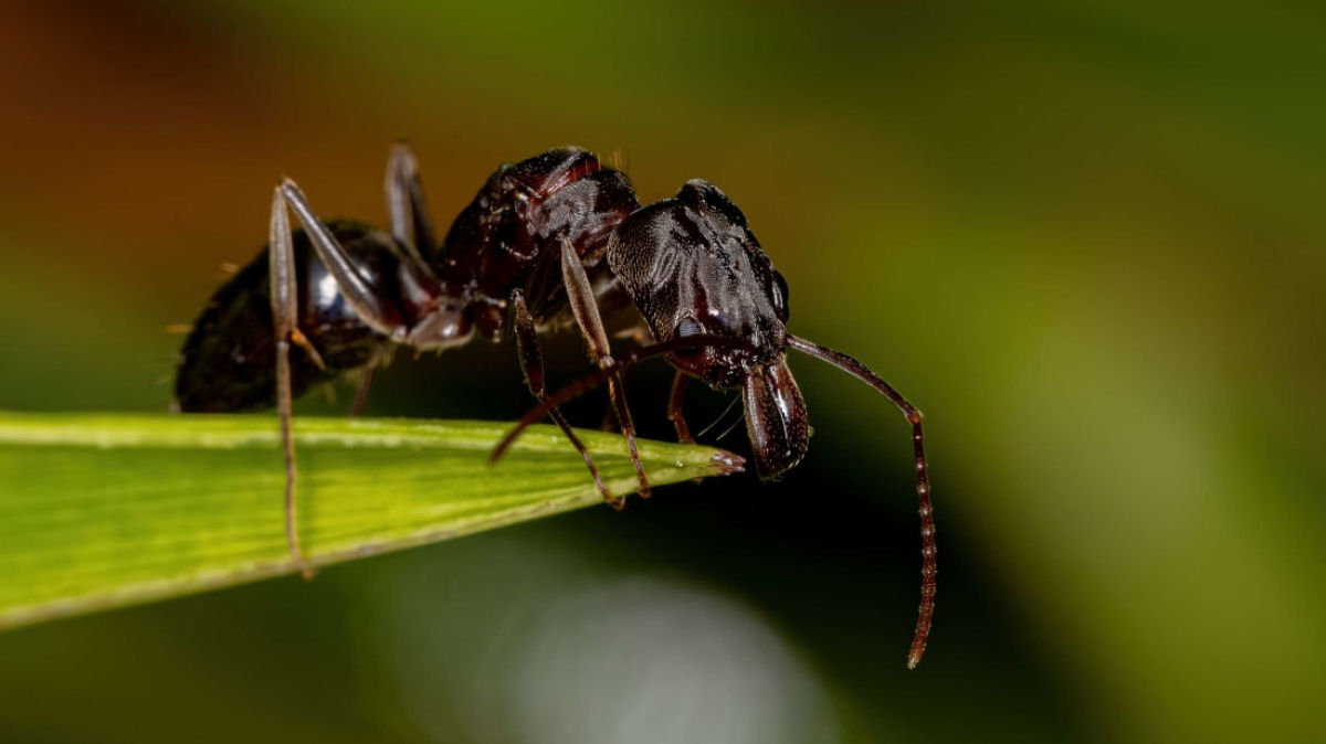 Algumas formigas tem cheiro de chocolate