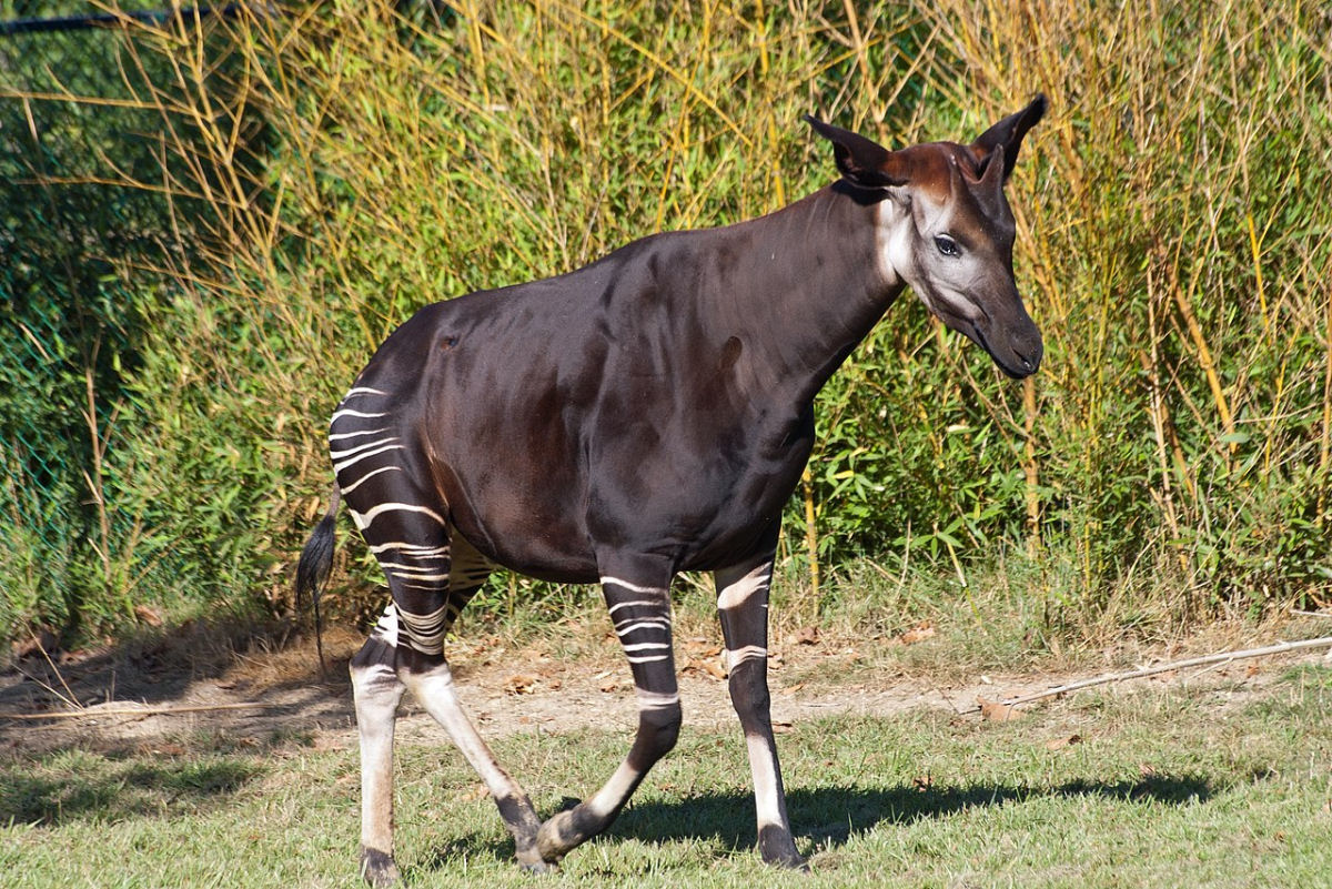 Quando foi descoberto, o ocapi era considerado uma epcie de 'unicrnio africano'