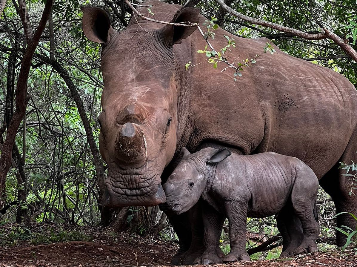 Imagens incrveis de um santurio mostram o nascimento de filhote de rinoceronte