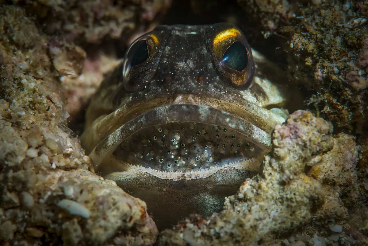 Peixe assustador choca caminhantes em regio remota da Austrlia 