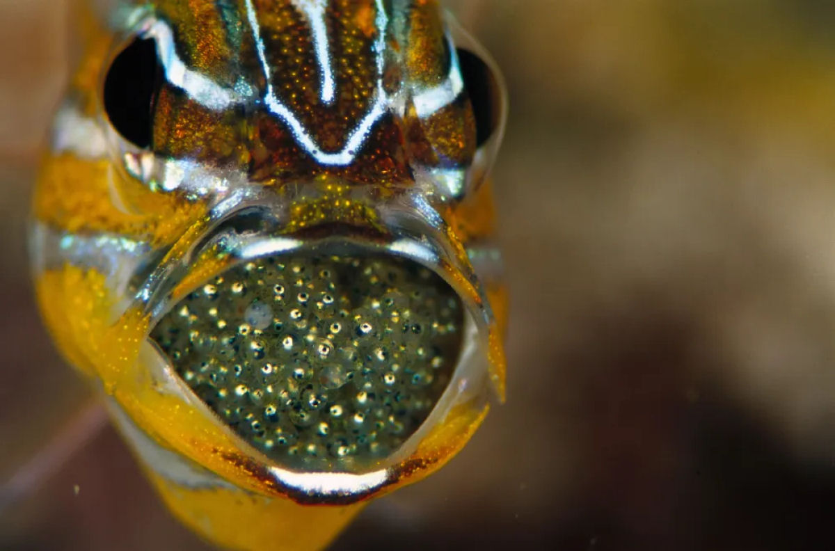 Peixe assustador choca caminhantes em regio remota da Austrlia 