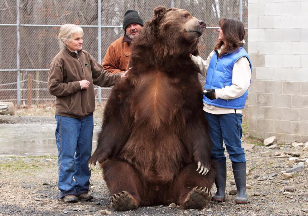 Homem tem conversa afetuosa com urso resgatado