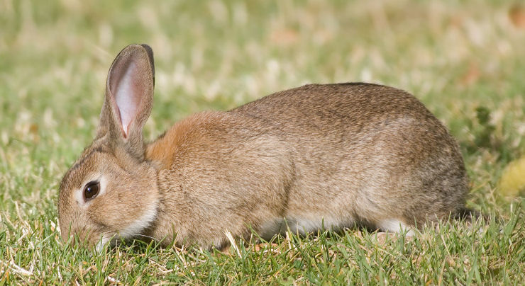 A histria do desequilbrio ecolgico provocada pelos coelhos na Austrlia