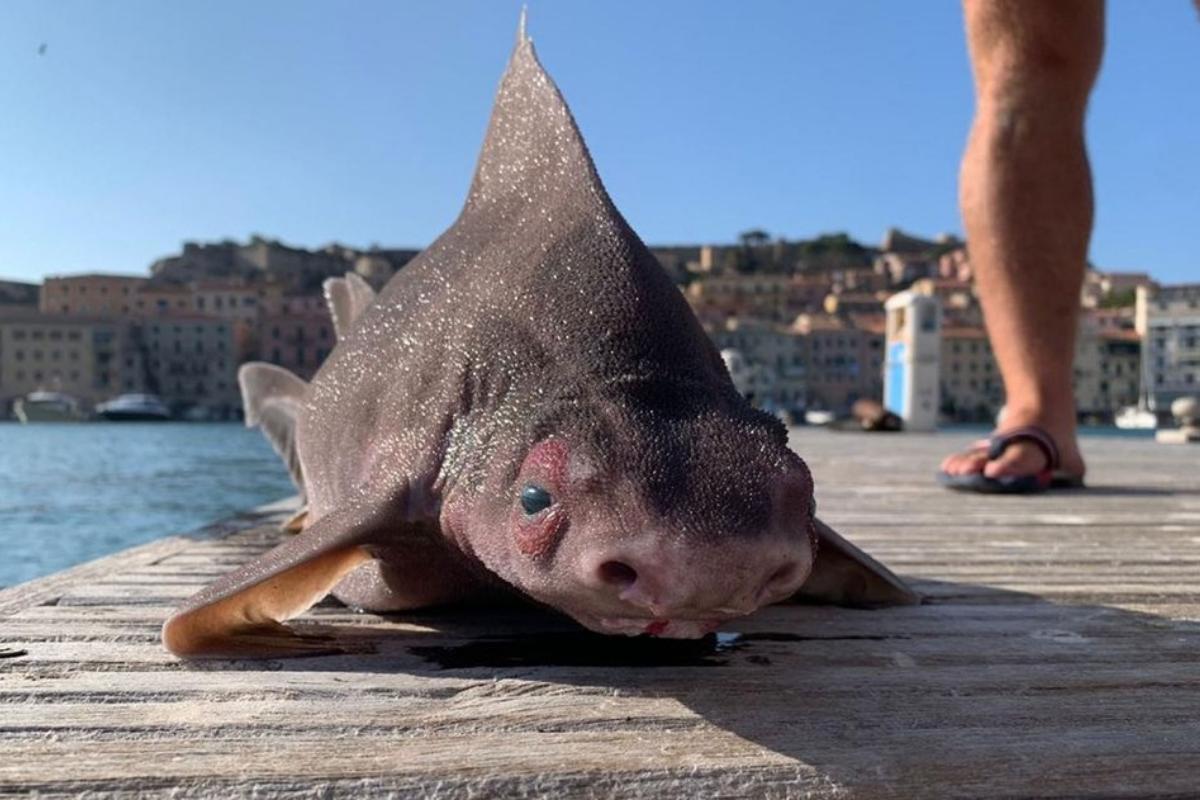 Tubaro-spero-angular: o tubaro com cara de porco que rosna quando capturado