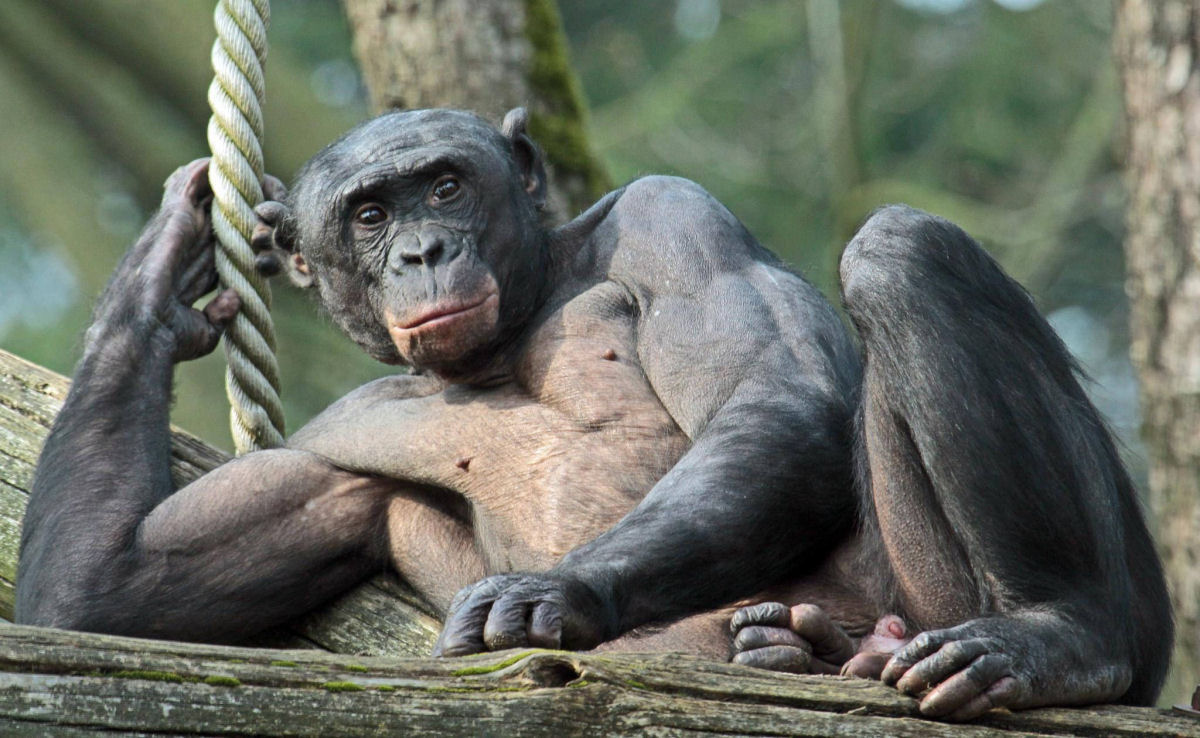 O bonobo  o primata mais 'diboas' que existe