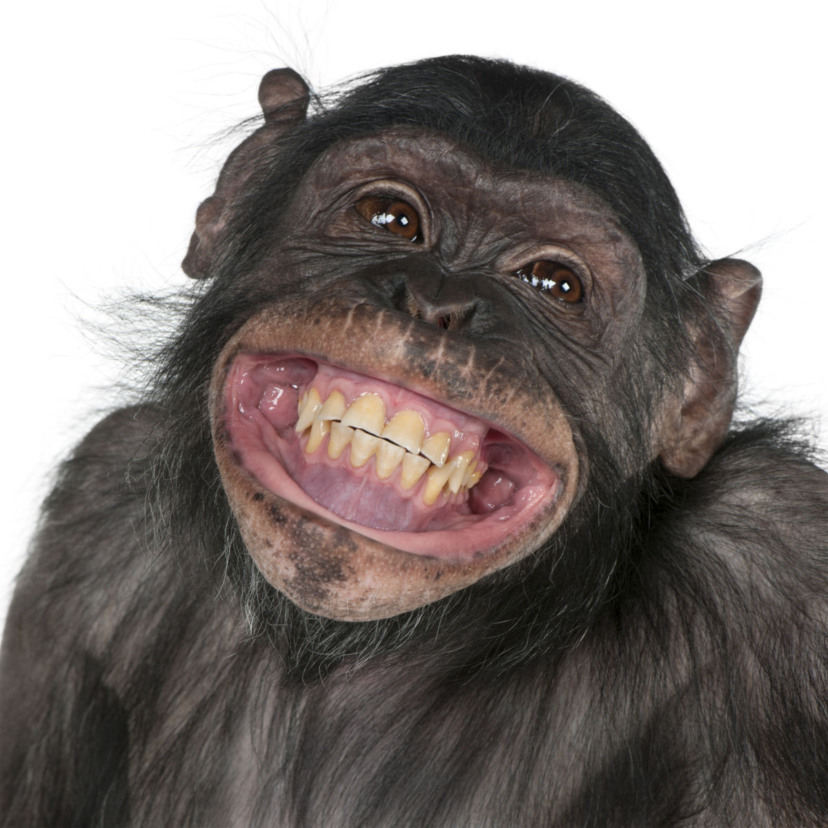 O bonobo  o primata mais 'diboas' que existe 