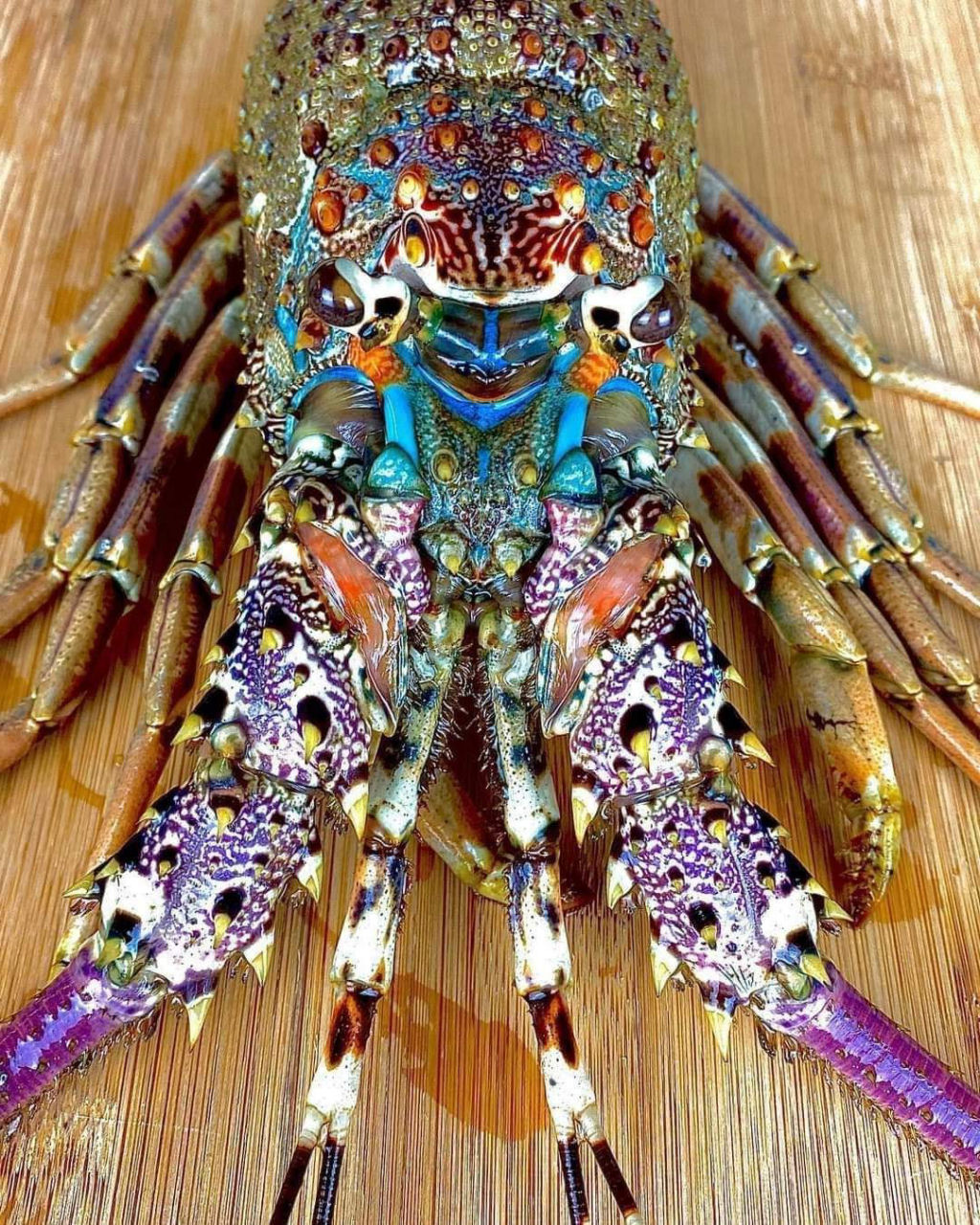 A lagosta-arco-ris  uma beleza tanto para viso quanto para o paladar