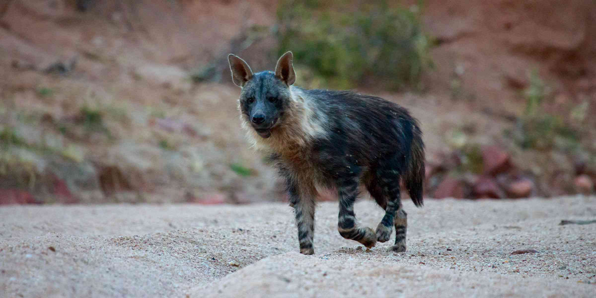 A hiena-castanha  o pesadelo de leopardos e guepardos