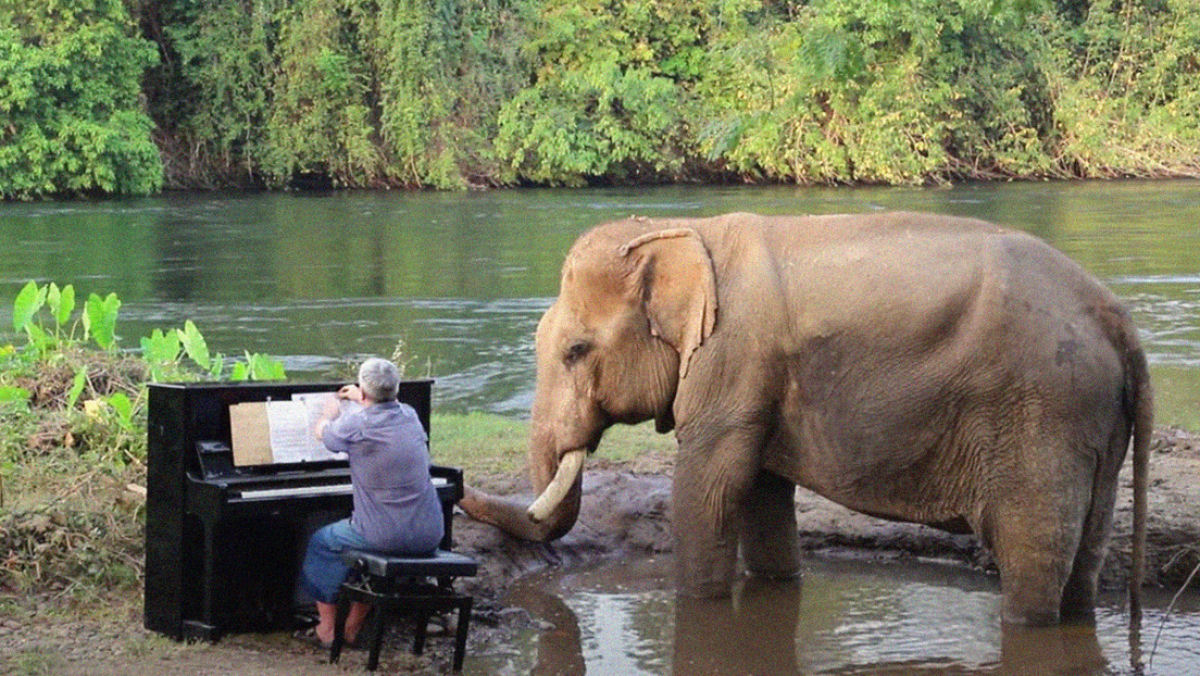 Elefante resgatado adora sonata de Beethoven que um pianista toca para ele