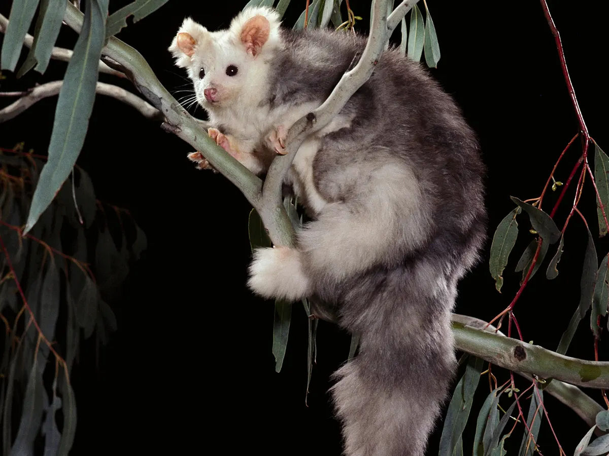 Conhea o animal australiano mais fofo do qual voc provavelmente nunca ouviu falar!