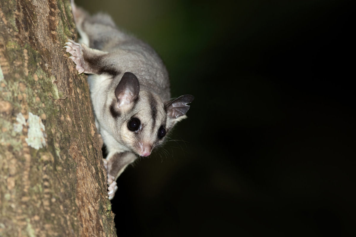 Petauros-do-acúcar: lindinhos, fofinhos e devoradores de aves criticamente ameaçadas de extinção